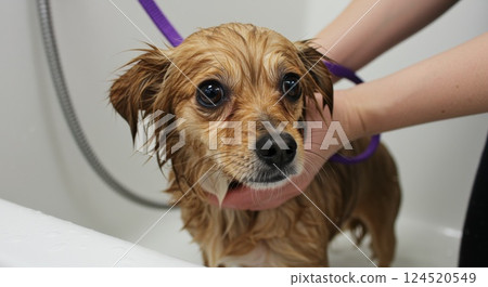Wet small dog with expressive eyes in bathtub during gentle pet grooming 124520549
