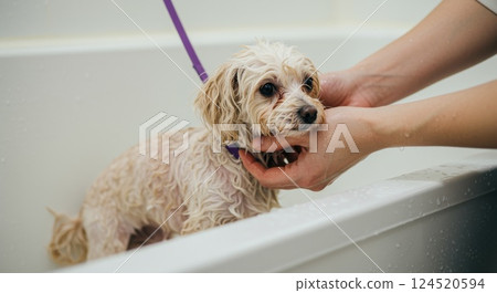 Wet small dog with expressive eyes in bathtub during gentle pet grooming 124520594