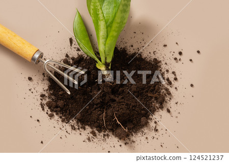 Concept season work and hobby. Various hand tools, plant and soil on beige background. Spring gardening. Copy space. Top view. 124521237