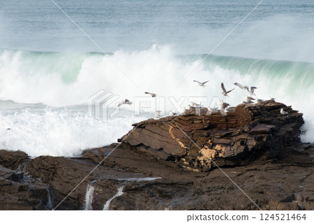 Cantabrian sea with strong waves. Group of seagulls near a rock 124521464