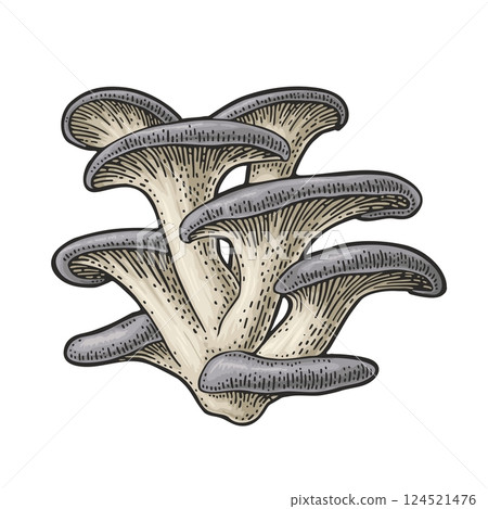 Mushroom oyster. Vintage color vector engraving illustration isolated Mushroom oyster. Vintage color vector engraving illustration isolated 124521476