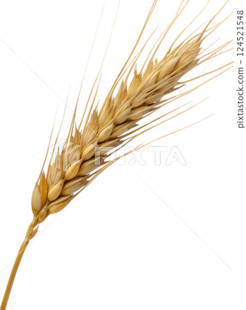 Golden wheat stalk representing agriculture and harvest isolated on the transparent background 124521548