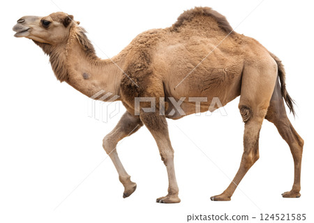 Single camel with a hump, desert animal isolated on the transparent background 124521585
