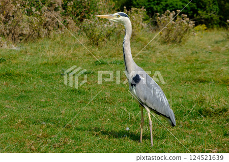 Grey heron- Ardea cinerea standing on grass. Grey heron- Ardea cinerea standing on grass. 124521639