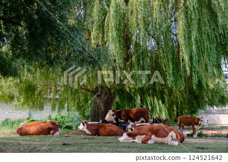 animal, cattle, cow 124521642