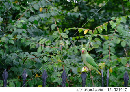 Green parrot standing on a gate of Hyde Park eating an apple Green parrot standing on a gate of Hyde Park eating an apple 124521647
