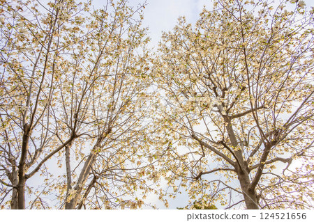Magnolia flowers illuminated by the morning sun 124521656