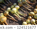Onions arranged in a field 124521677