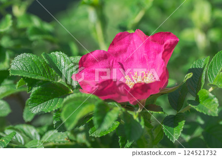 Bright crimson rosehip flower in full bloom Bright crimson rosehip flower in full bloom 124521732