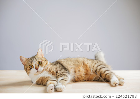 In this adorable cat portrait, an isolated little grey Scottish Fold kitten stands on a white background, radiating happiness, playfulness, and cuteness. 124521798