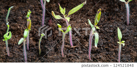 Sprout of tomatoes. Seedling of tomatoes . Sprout of tomatoes. Seedling of tomatoes . 124521848