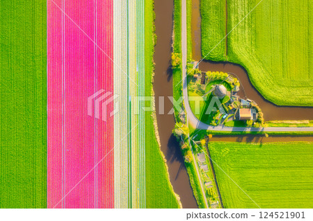 Drone view of the windmill and tulip field. Landscape from a drone in the Netherlands. Drone view of the windmill and tulip field. Landscape from a drone in the Netherlands. 124521901