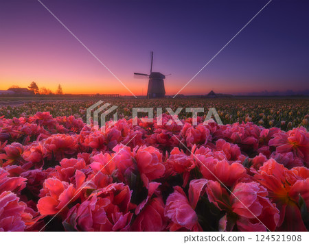 Windmill and flowers in the Netherlands. Holland. Field with tulips during blooming time. 124521908
