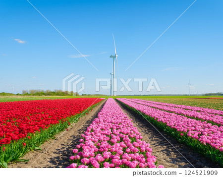 Field with tulips and wind turbines. A wind generator in a field in the Netherlands.  124521909