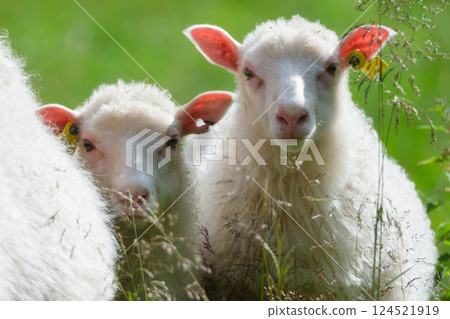 Sheep on the meadow. Agriculture. Animals on the farm. Food production. Farm animals. 124521919