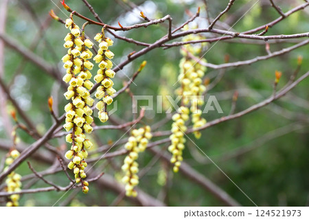 Kiboshi之花 124521973