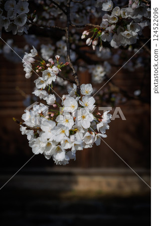Cherry blossoms blooming within Fukuyama Castle Cherry blossoms blooming within Fukuyama Castle 124522096