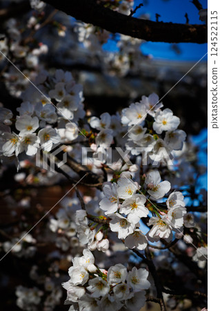 Cherry blossoms blooming within Fukuyama Castle Cherry blossoms blooming within Fukuyama Castle 124522115