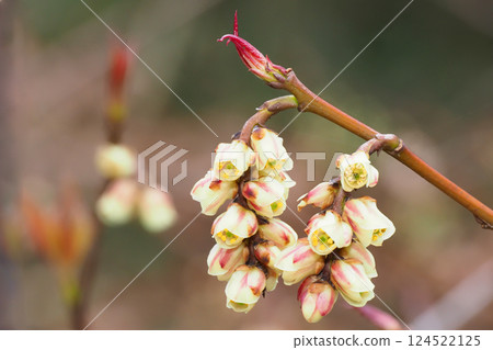 Flower of Kiboshi 124522125