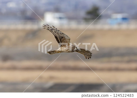 A female northern harrier soaring over the riverbed A female northern harrier soaring over the riverbed 124522483