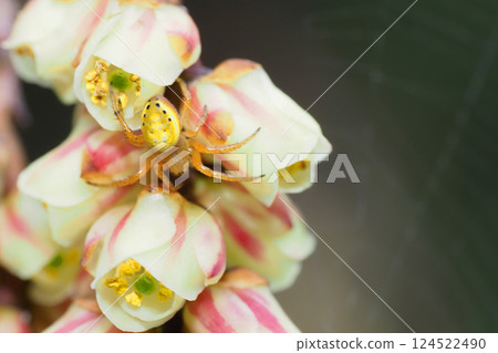 Cornus officinalis flower and spider 124522490