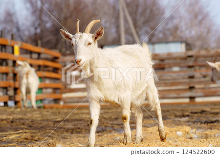 Goat stands in a barnyard with wooden fences on a sunny day in early spring near a farm Goat stands in a barnyard with wooden fences on a sunny day in early spring near a farm 124522600