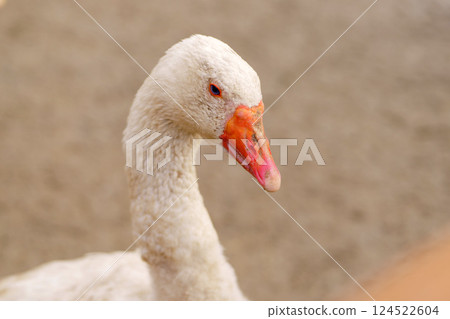 Close-up of a white goose with striking blue eyes in a natural setting during daylight hours 124522604