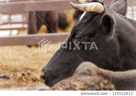 Cattle grazing in a farmyard at midday with green pastures in the background and other cows nearby Cattle grazing in a farmyard at midday with green pastures in the background and other cows nearby 124522613