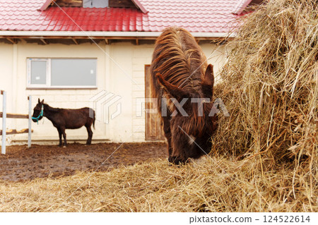 Horses and Donkeys Enjoying Fresh Hay at a Farm in Early Morning Horses and Donkeys Enjoying Fresh Hay at a Farm in Early Morning 124522614
