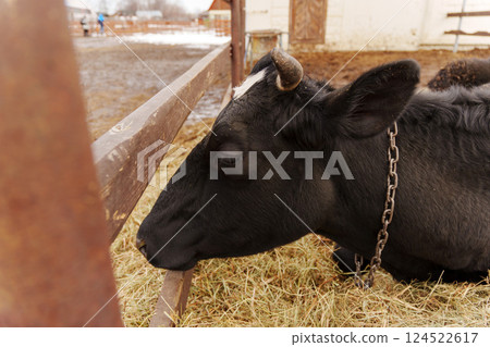 Cow resting in a farmyard environment during chilly weather with hay and mud scattered around Cow resting in a farmyard environment during chilly weather with hay and mud scattered around 124522617