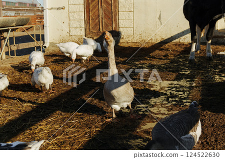 In a vibrant farmyard, a group of geese eagerly pecks at the ground, searching for snacks among the rich soil. 124522630