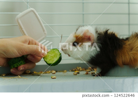 Gentle hand offers a crisp slice of cucumber, the inquisitive guinea pig emerges, savoring the refreshing treat with delight 124522646
