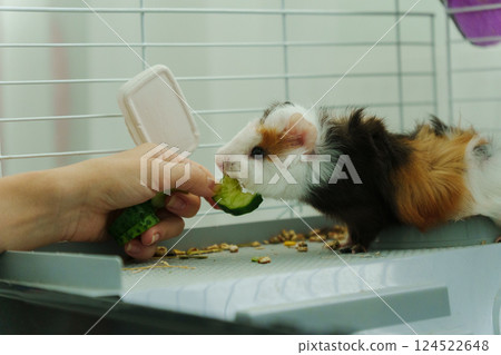 Guinea pig peeks out of its cozy habitat while enjoying a refreshing slice of cucumber in the early 124522648