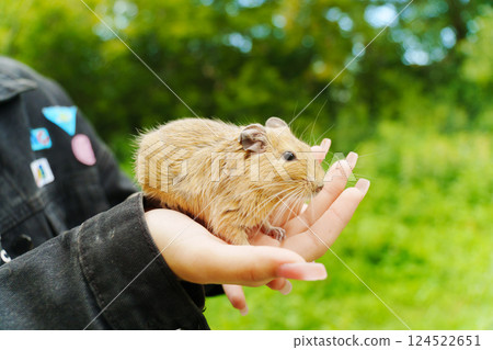 A curious squirrel explores the cozy lap of its owner on a sunny afternoon in a vibrant garden 124522651