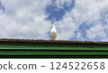 One Seagull Bird Sitting on Green Rooftop, Blue Sky on Background. Vacation, Leisure, Freedom at Summer Time. Horizontal, Space for Text.  124522658