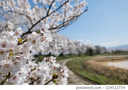 神通川櫻花堤 遠處的櫻花樹和田園風光 神通川櫻花堤 遠處的櫻花樹和田園風光 124522754