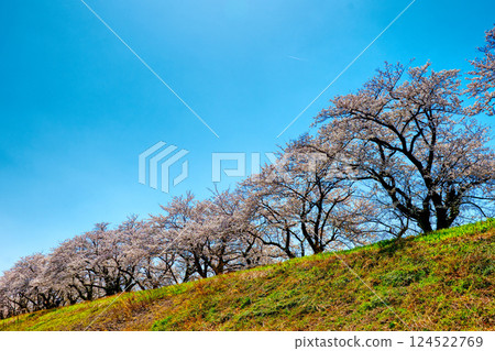 Jinzu River Sakura Embankment - Looking up at the cherry blossom trees HDR tone mapping 124522769