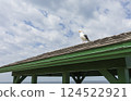 One Seagull Bird Sitting on Green Rooftop, Blue Sky on Background. Vacation, Leisure, Freedom at Summer Time. Horizontal, Space for Text.  124522921