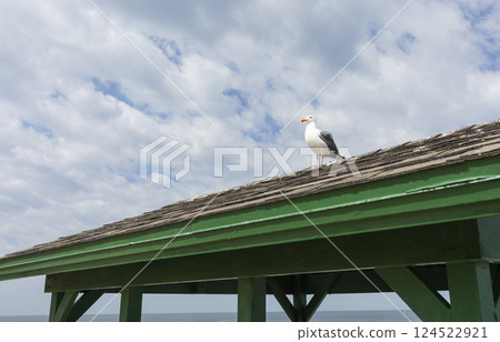 One Seagull Bird Sitting on Green Rooftop, Blue Sky on Background. Vacation, Leisure, Freedom at Summer Time. Horizontal, Space for Text.  124522921