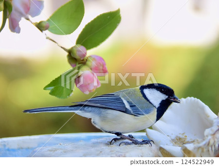 Great tits enjoying the arrival of spring. 124522949