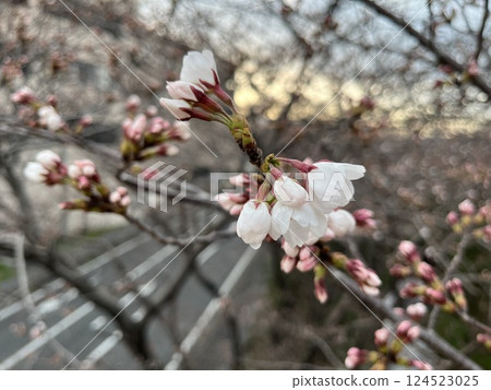 沐浴著春日陽光的櫻花盛開 124523025