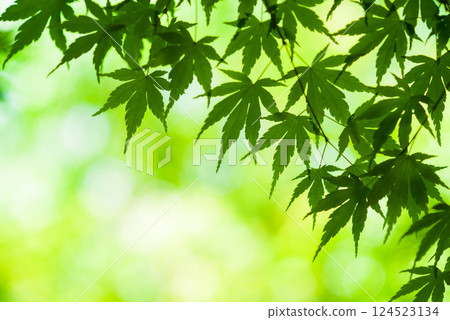 "Image material of fresh greenery" Maple leaves 124523134