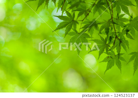 “新綠的圖像素材”楓葉 124523137