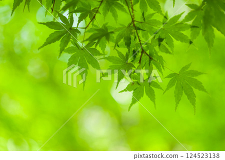 "Image material of fresh greenery" Maple leaves "Image material of fresh greenery" Maple leaves 124523138