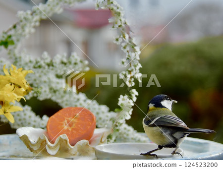 Great tits rejoice at the arrival of warm spring weather. 124523200