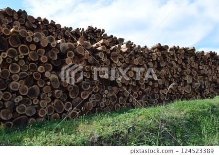 A large number of stacked logs A large number of stacked logs 124523389