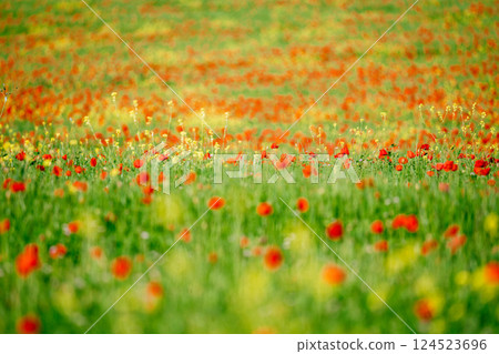 Tuscany field, vibrant poppies, blurred background. 124523696