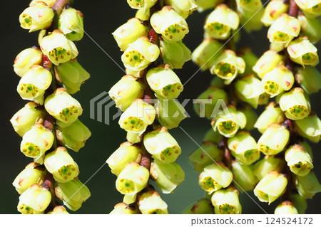 Flower of Kiboshi Flower of Kiboshi 124524172