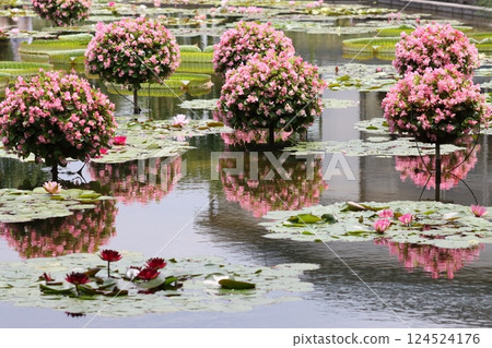 盛開後沉入水中的美麗花朵－睡蓮 124524176