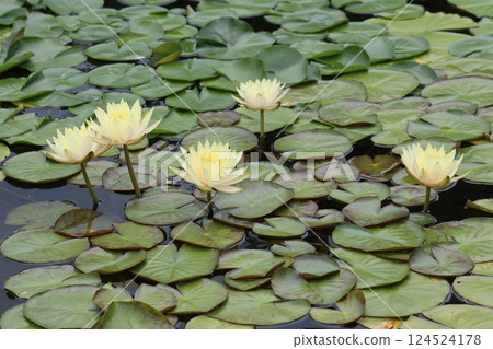 Beautiful flowers that sink into the water after blooming - Water lilies 124524178